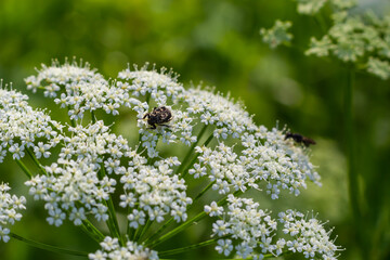 Close-up of a white flower of the species Aegopodium podagraria, commonly called ground elder, herb gerard, bishop's weed, goutweed, gout wort. Focus on foreground, flower meadow blurred background
