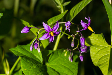 Bittersweet nightshade, Solanum dulcamara, flowers and buds with leaves close up