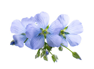 Fototapeta na wymiar Flax flowers isolated on white background. Blue common flax, linseed or linum usitatissimum.