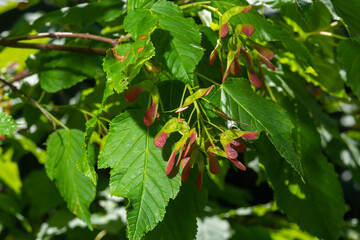 A close up of reddish-pink maturing fruits of Acer tataricum subsp. ginnala Tatar maple or Tatarian maple