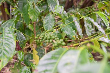 Coffee beans are growing on a plantation in Costa Rica.