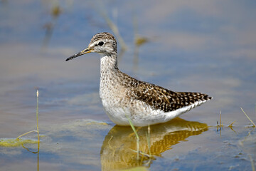 Bruchwasserläufer // Wood sandpiper (Tringa glareola)
