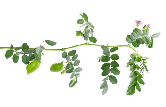 Green chickpeas branch isolated on white background. Chickpea in the pod and flowers.