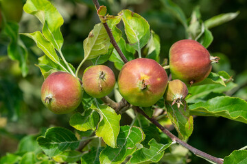 ripe apples on a tree