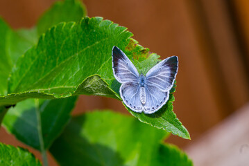 Celastrina argiolus butterfly on leaf