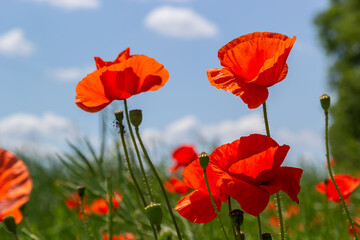 Papaver rhoeas common names include corn poppy , corn rose , field poppy , Flanders poppy , red poppy , red weed , coquelicot