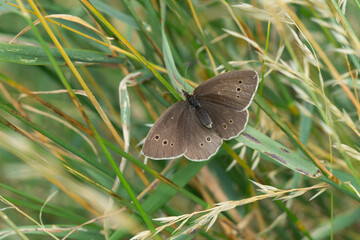 ringlet butterfly on green grass - Powered by Adobe