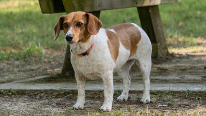 Portrait of an adorable white and ginger Jack Russel Terrier dog outdoors