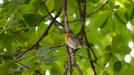 Close-up of a robin perched on a branch in a horse chestnut tree in spring