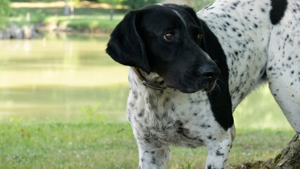 Portrait of a curious black and white hunting dog walking in a green park