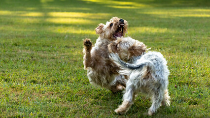 Amusing scene of life between two dogs, Yorkshire terrier, gray and gold, chasing each other and playing fight, in the middle of a large meadow