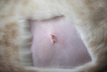Cat after sterilization. Suture after surgery. Healing cat belly after surgery. Scar on dog stomach