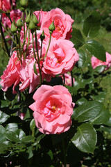 Pink roses (grade Lawinia, Rosen Tantau, 1983) in Moscow garden. Buds, inflorescence of flower closeup. Summer nature. Postcard with pink rose. Roses blooming. Pink flowers, rose blossom, bloom. Photo