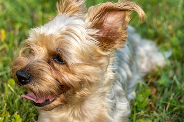Naklejka na ściany i meble Portrait of an adorable female dog, Yorkshire terrier, gray and gold, close-up
