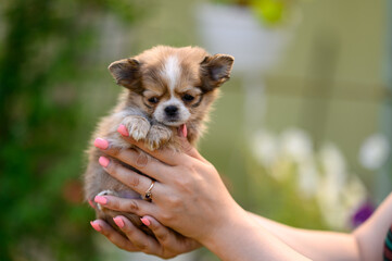 small light-colored Chihuahua Puppy in human hands looked away