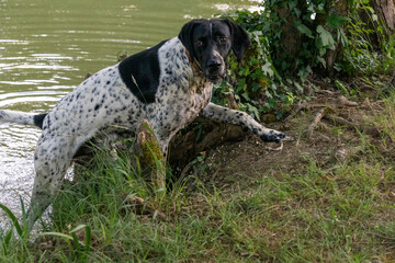 Close-up of a black and white hunting dog, emerging from a lake it was bathing in