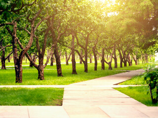 Wooden path in the garden, park with trees in the sunlight.