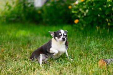 An adult Serious Chihuahua is sitting on Grass Outdoors in Summer Garden.