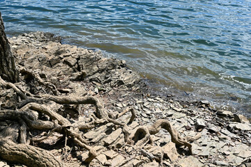 Stones and roots on the shore of a lake