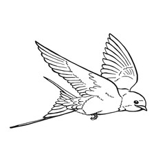 Flying swallow. Hand drawn illustration converted to vector.