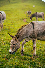 Have a dinner over the grassland