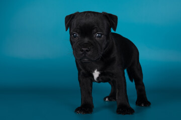 Black male American Staffordshire Terrier dog or AmStaff puppy on blue background