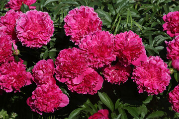 Peony. Macro photo of purple peony. Big red flower in summer garden. Summer nature. Peony bloom. Peonies blossoming, peonies blooming. Closeup photo of flowers