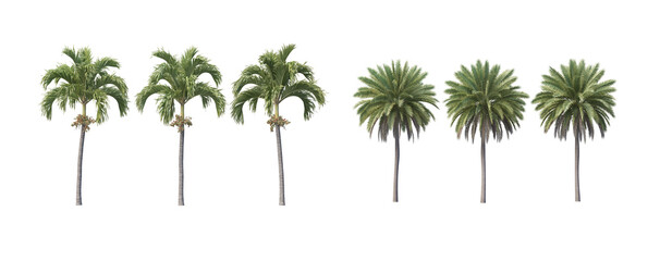 Many trees on a white background