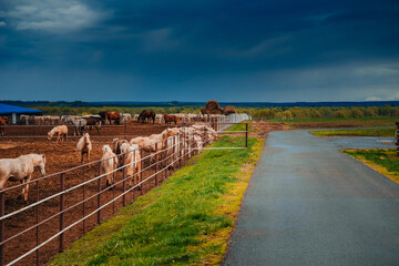Fototapeta na wymiar Horses on a large farm in Tatarstan, Russia. Horses gazing in a field 