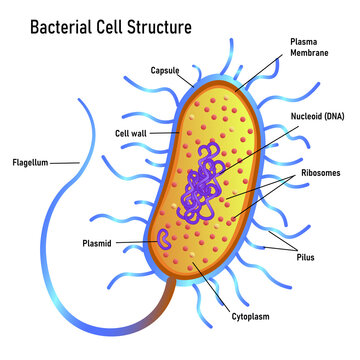Bacterial cell anatomy marking structures on bacillus cell with nucleoid DNA and ribosomes. External structures include the capsule, pili, and flagellum.