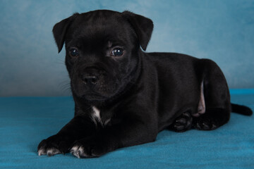 Obraz premium Black male American Staffordshire Terrier dog or AmStaff puppy on blue background