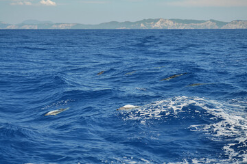 Wunderschöne Delphine nahe Insel Korfu und Insel Antipaxos im ionischen Meer in Griechenland mit Einsatz von Polarisationfilter - obrazy, fototapety, plakaty
