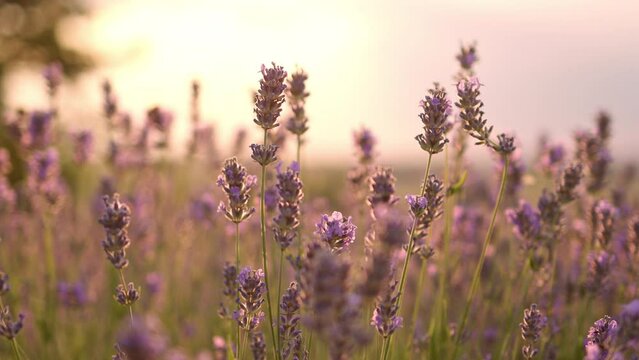 Honey Bee on fragrant lavender flower. Lavender flower blooming scented fields in endless rows on sunset. 
