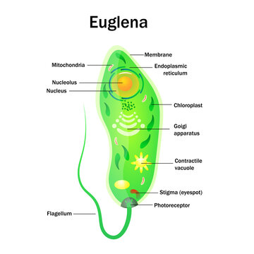 Euglena isolated on white background illustration.  Vector diagram of one celled organism.