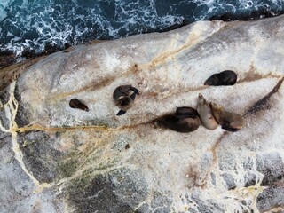 seals on the rock 