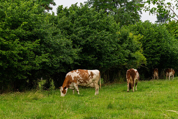 Group of cows grazing on pasture.