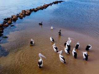 pelicans on the beach