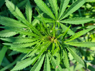 hemp sprout. illegal cultivation of cannabis. narcotic plant.