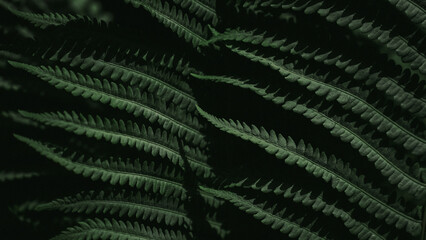 dark background with fern