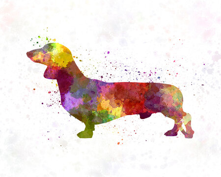 Dachshund in watercolor