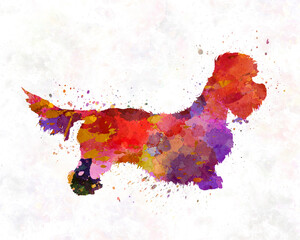 Dandie Dinmont Terrier in watercolor