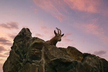 Ibex lying on a rock in nature. Big horn in the mammal. An ungulate from the mountains