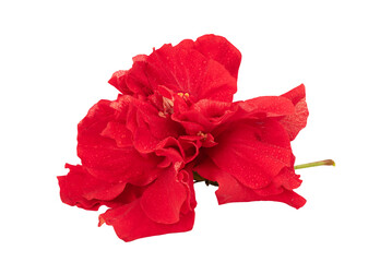 Hibiscus flower isolated on white background with clipping path.