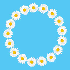 Obraz premium Circle frame made from daisies on blue