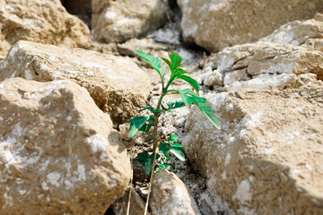Detail of a plant fighting for survival in a dried out lake bed.