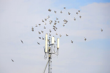 Obraz premium Flock of pigeon flying on telecommunication antenna tower