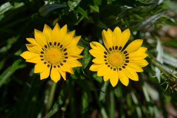 ジャノメクンショウギク