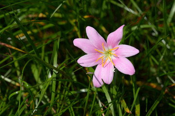 ゼフィランサス・カリナタ