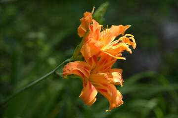 Obraz premium ヤブカンゾウ