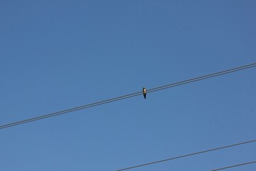barn swallow on blue sky background